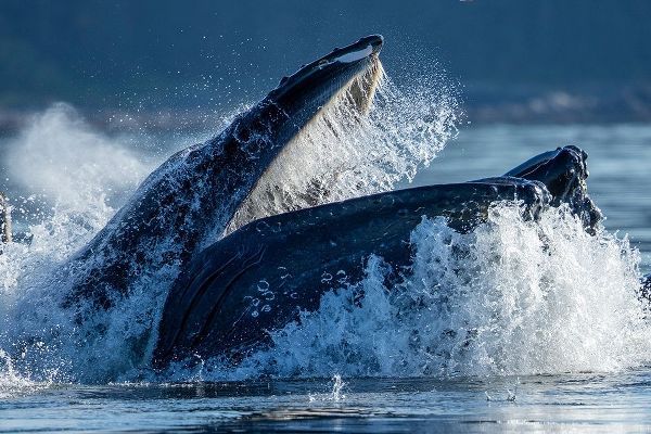 Alaska-Humpback Whale surfaces while bubble net feeding in Frederick Sound
